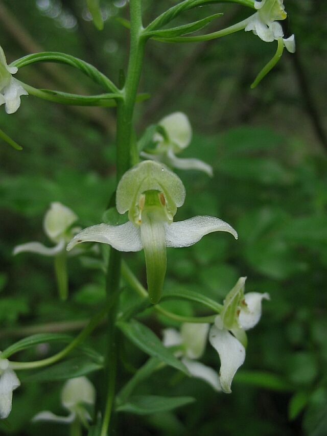 Platanthera bifolia e P. chlorantha